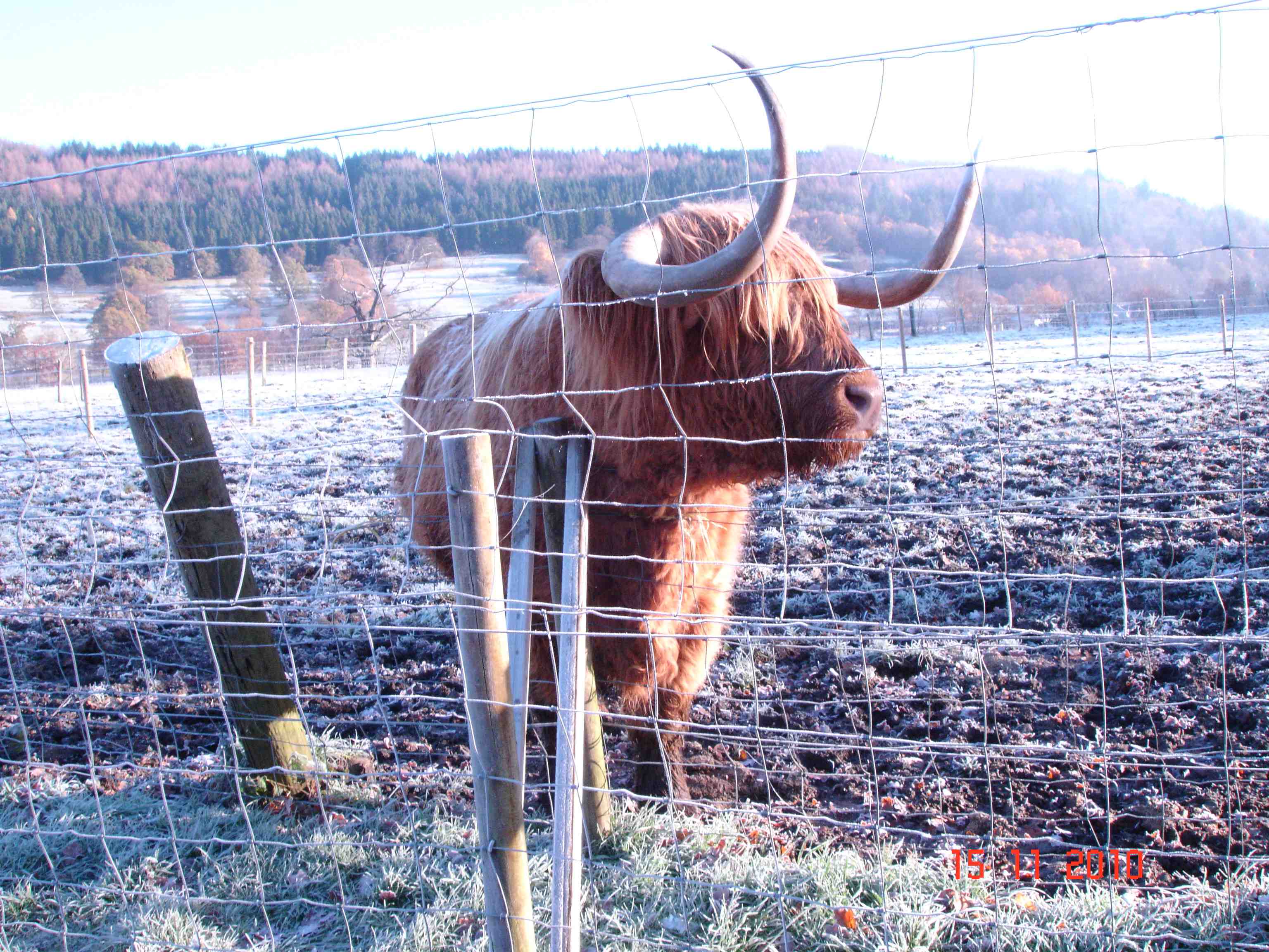 Hamish, a Highland cow - Хэмиш, шотландский бык